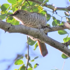 Calamonastes stierlingi