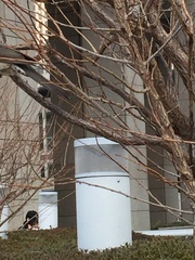 Hypsipetes amaurotis