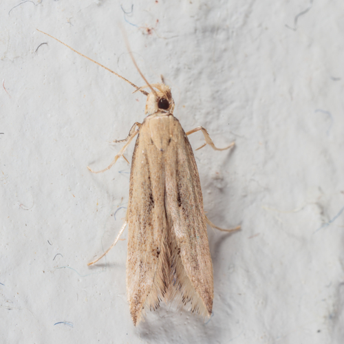 Angoumois Grain Moth photo 4