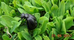 Meloe brevicollis