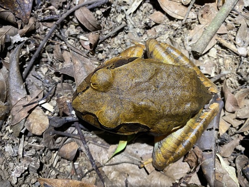 Cogger's Frog, Mixophyes coggeri