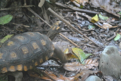 Chelonoidis denticulatus