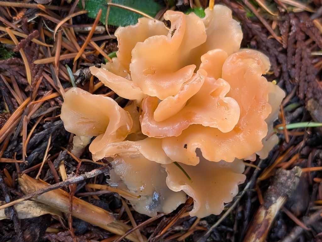 Guepinia helvelloides · November 2025 · photo: © frondsinhighplaces (iNaturalist, cc-by)