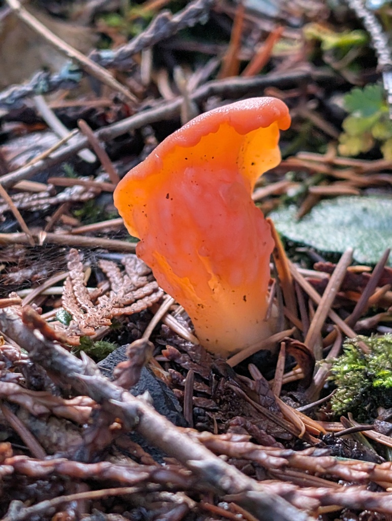 Guepinia helvelloides · November 2025 · photo: © frondsinhighplaces (iNaturalist, cc-by)