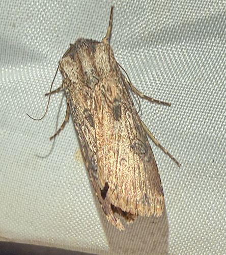 Agrotis achromatica