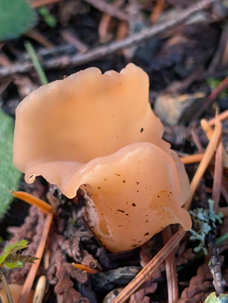 Guepinia helvelloides · November 2025 · photo: © frondsinhighplaces (iNaturalist, cc-by)