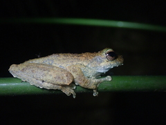 Ranoidea myola