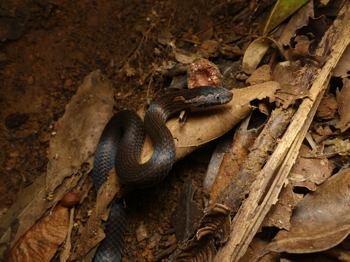 Golden-crowned Snake sighting