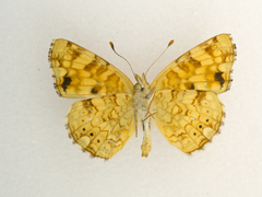 Phyciodes pallida