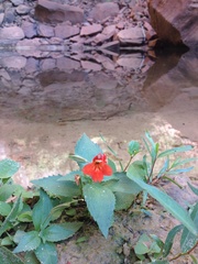 Erythranthe verbenacea