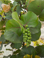 Coccoloba uvifera