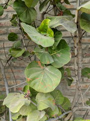 Coccoloba uvifera