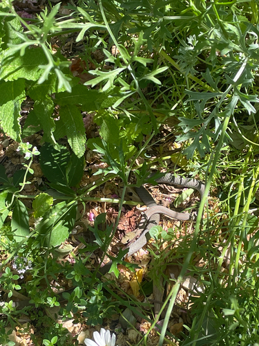 Yellow-faced Whipsnake sighting