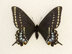 Papilio indra