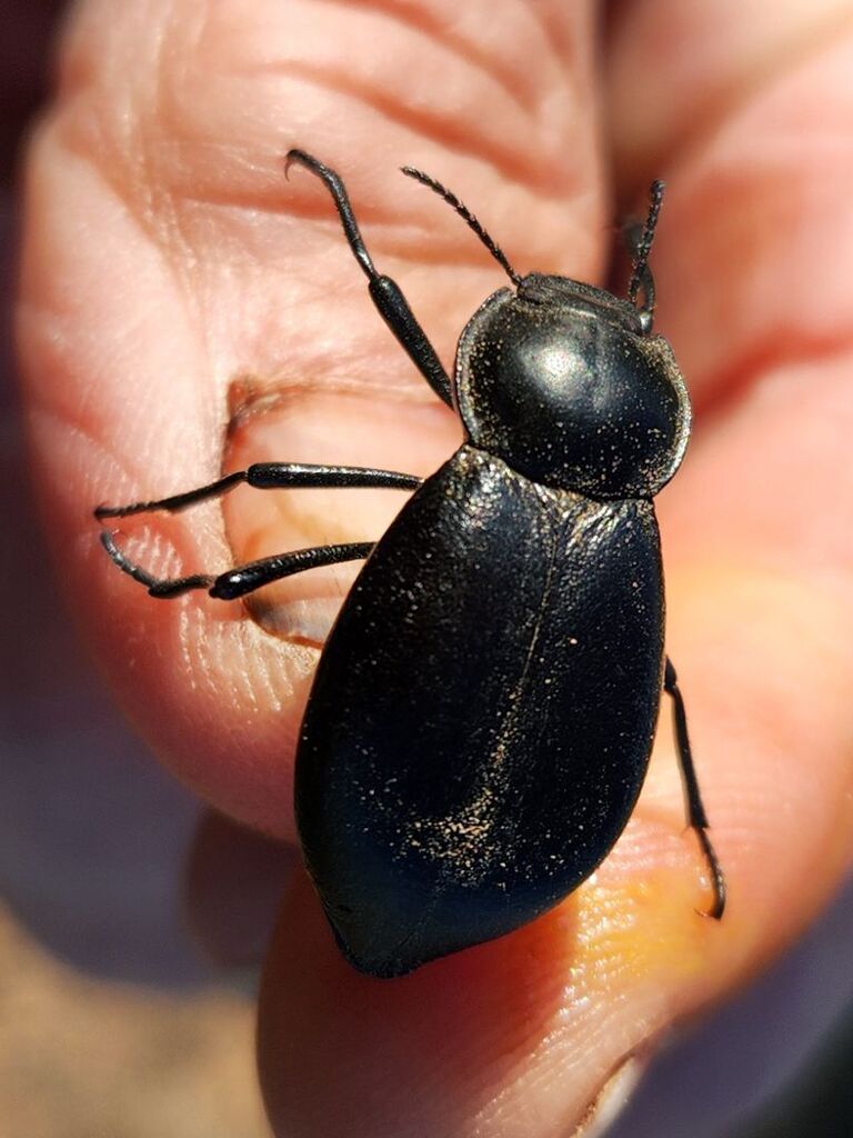 Stenomorpha obovata