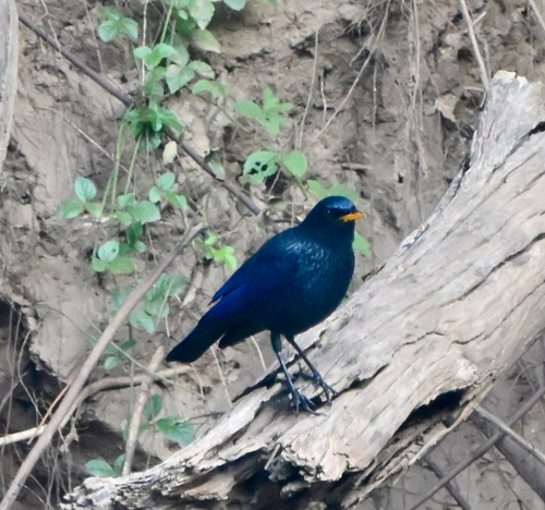 Blue Whistling-Thrush