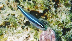 Elacatinus lobeli