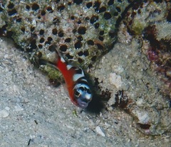 Serranus tabacarius