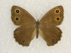 Cercyonis sthenele masoni