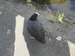 Fulica atra