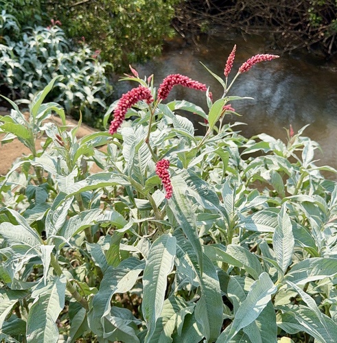 Persicaria senegalensis (Persicaria senegalensis)