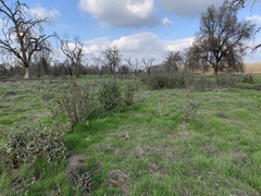 Malacothamnus fremontii