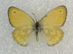 Coenonympha california furcae
