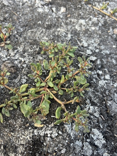 Slender seapurslane (Sesuvium maritimum)