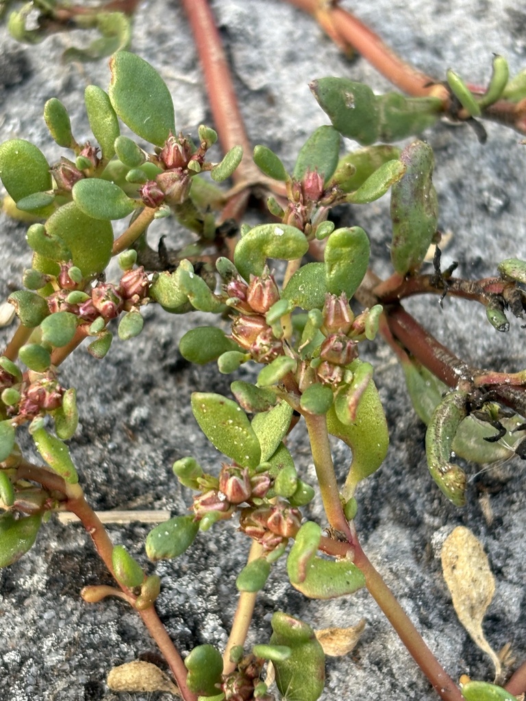 Slender seapurslane (Sesuvium maritimum)