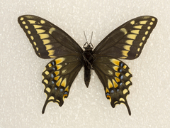 Papilio machaon bairdii