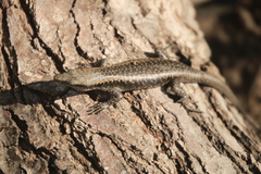 Emoia atrocostata