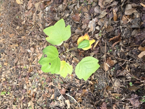 Tulip Tree