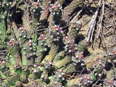 Euphorbia inermis