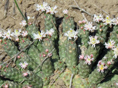 Euphorbia inermis