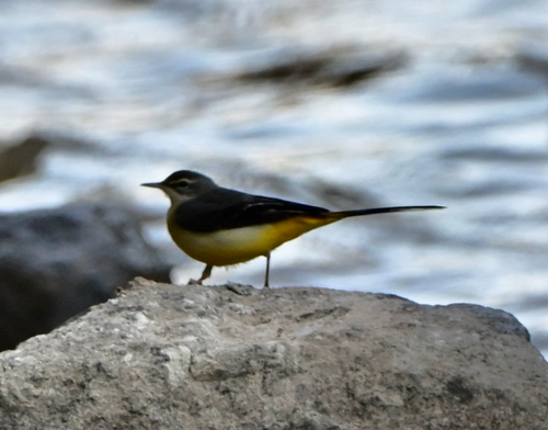 Grey Wagtail