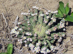 Euphorbia inermis