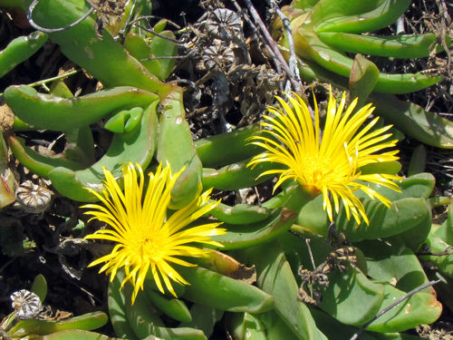 Mesembryanthemum angustum var. heterophyllum auct. sensu Salm-Dyck 2