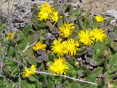 Glottiphyllum longum