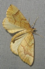 Eulithis mellinata