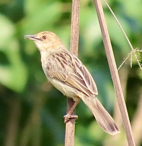 Chirping Cisticola (Cisticola pipiens), photo 3
