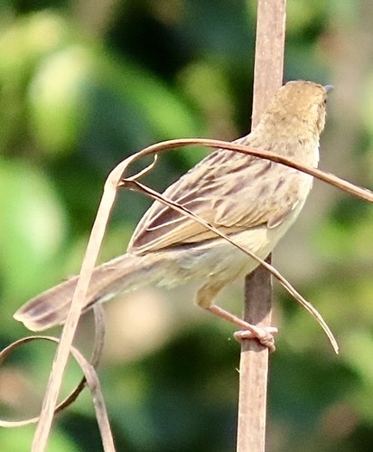 Chirping Cisticola (Cisticola pipiens), photo 2