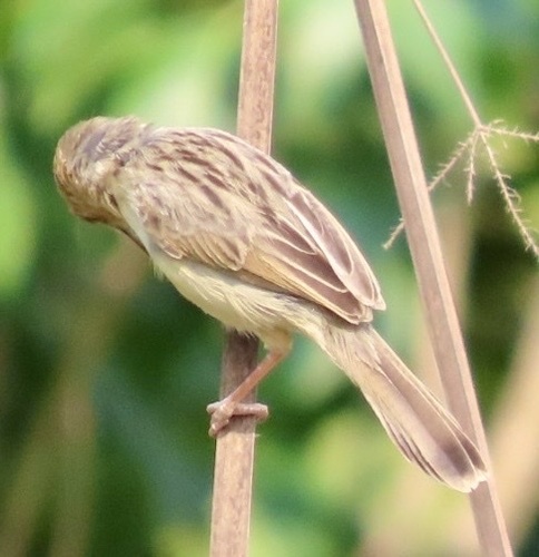 Chirping Cisticola (Cisticola pipiens), photo 5