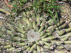 Euphorbia inermis