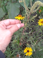 Helenium mexicanum