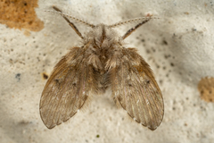 Clogmia albipunctata