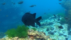 Parma alboscapularis