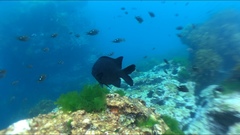 Parma alboscapularis