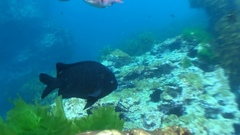 Parma alboscapularis