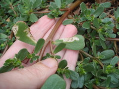 Hypurus bertrandi