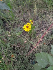 Helenium mexicanum